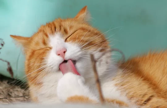 mysmartpet-macskák-víz-nélkül